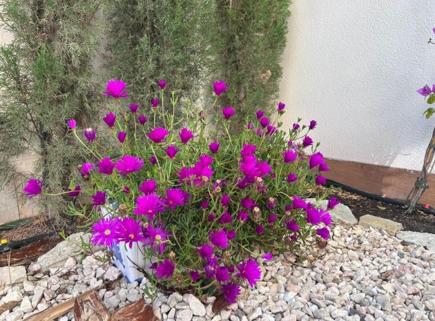 Wederverkoop - Appartement - Finestrat