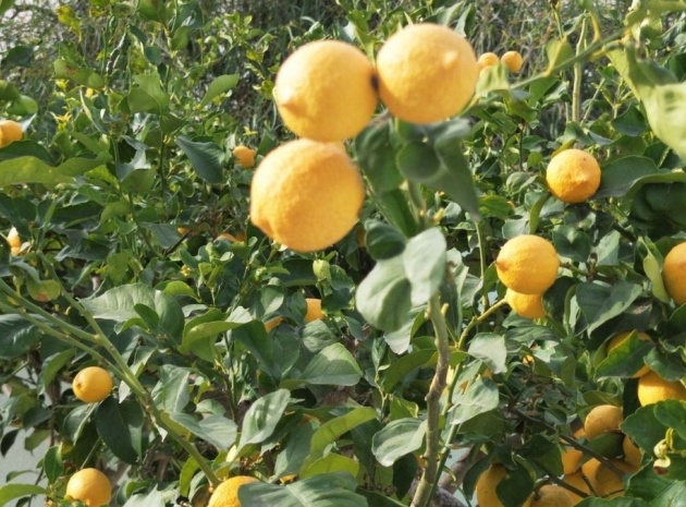 Wiederverkauf - Villa - L'alfas Del Pi - L'Alfás del Pi Centro