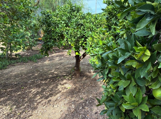 Resale - Villa - Crevillente - crevillente