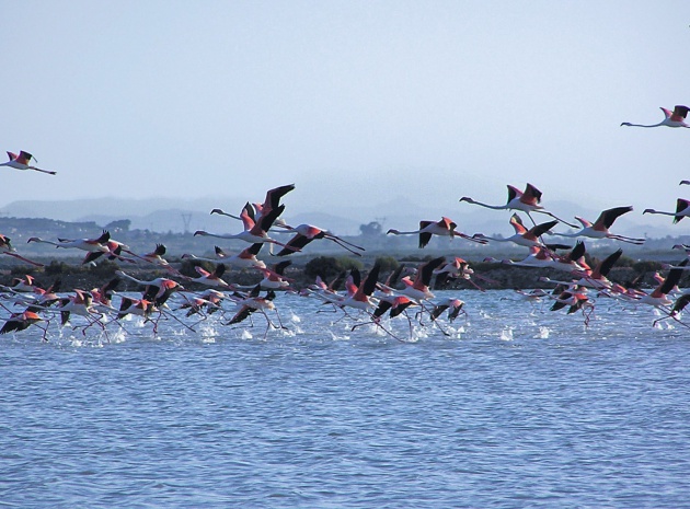 Nieuw gebouw - Appartement - Gran Alacant - Arenales del Sol