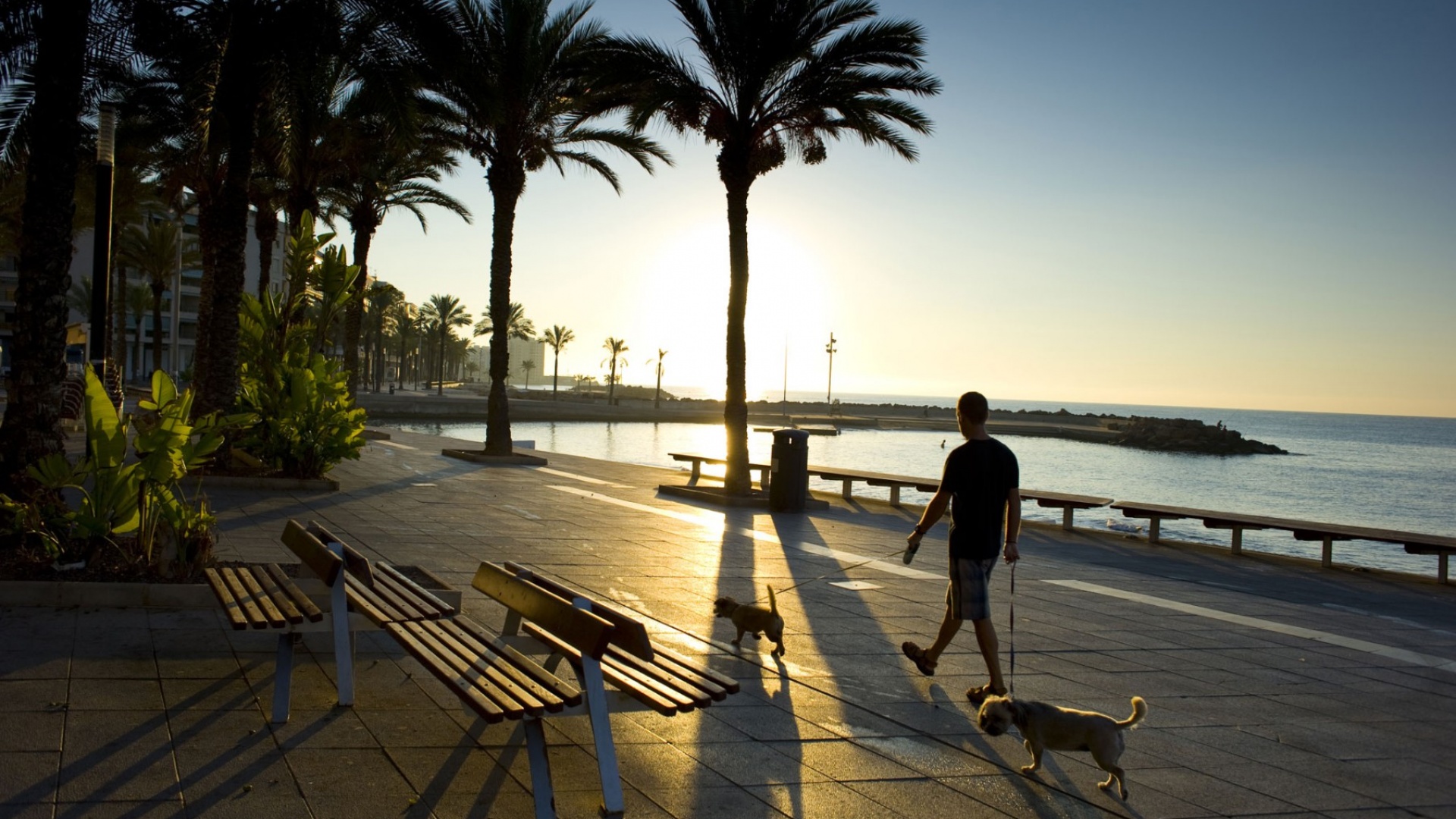 Nybyggnad - Lägenhet - Punta Prima