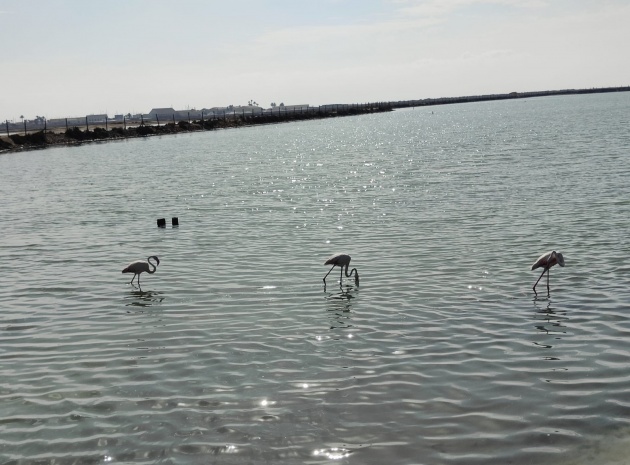 New Build - Apartment - San Pedro del Pinatar