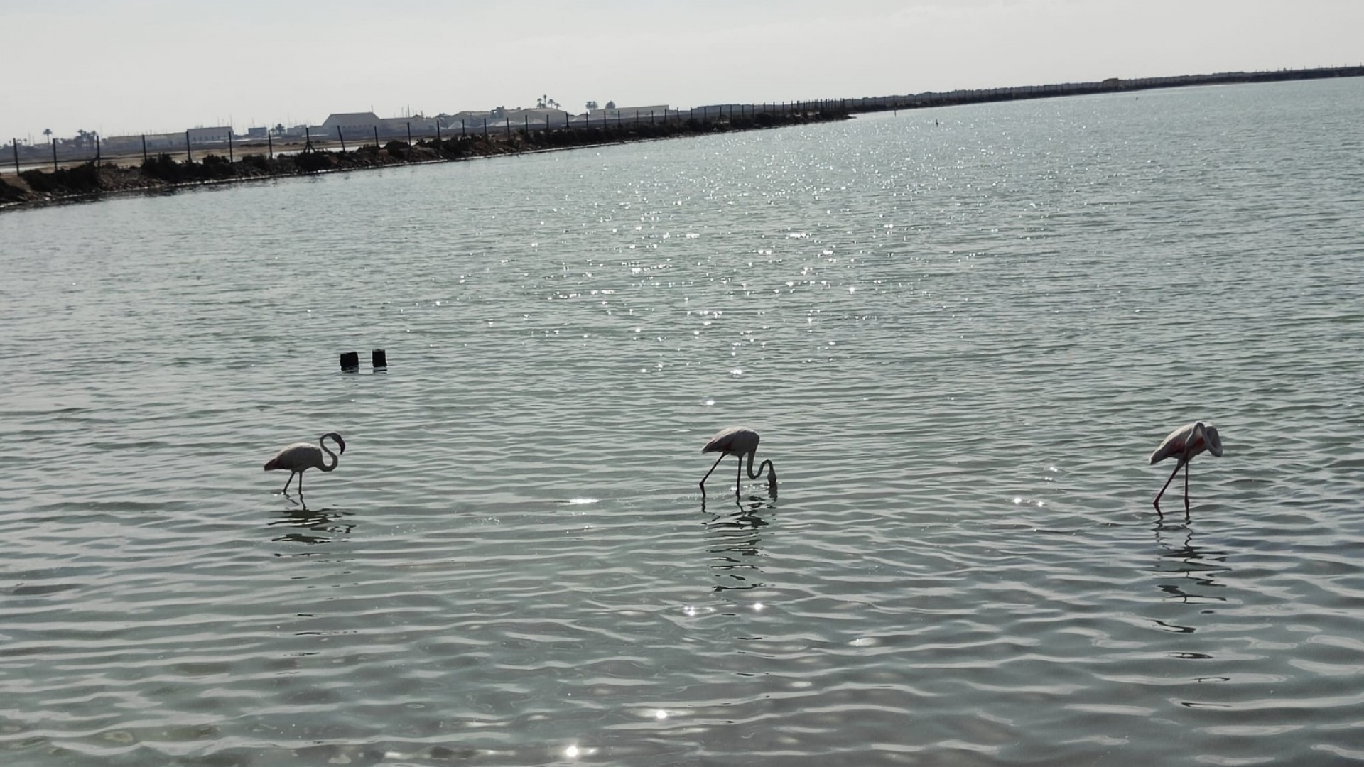 New Build - Villa - Santiago de la Ribera