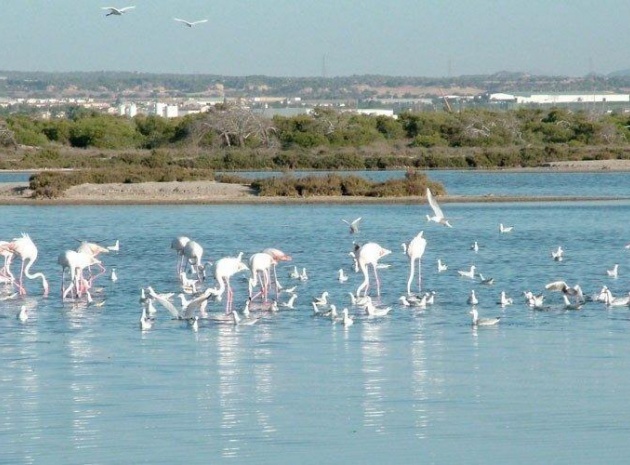 Nybyggnad - Villa - San Pedro del Pinatar - Las Esperanzas