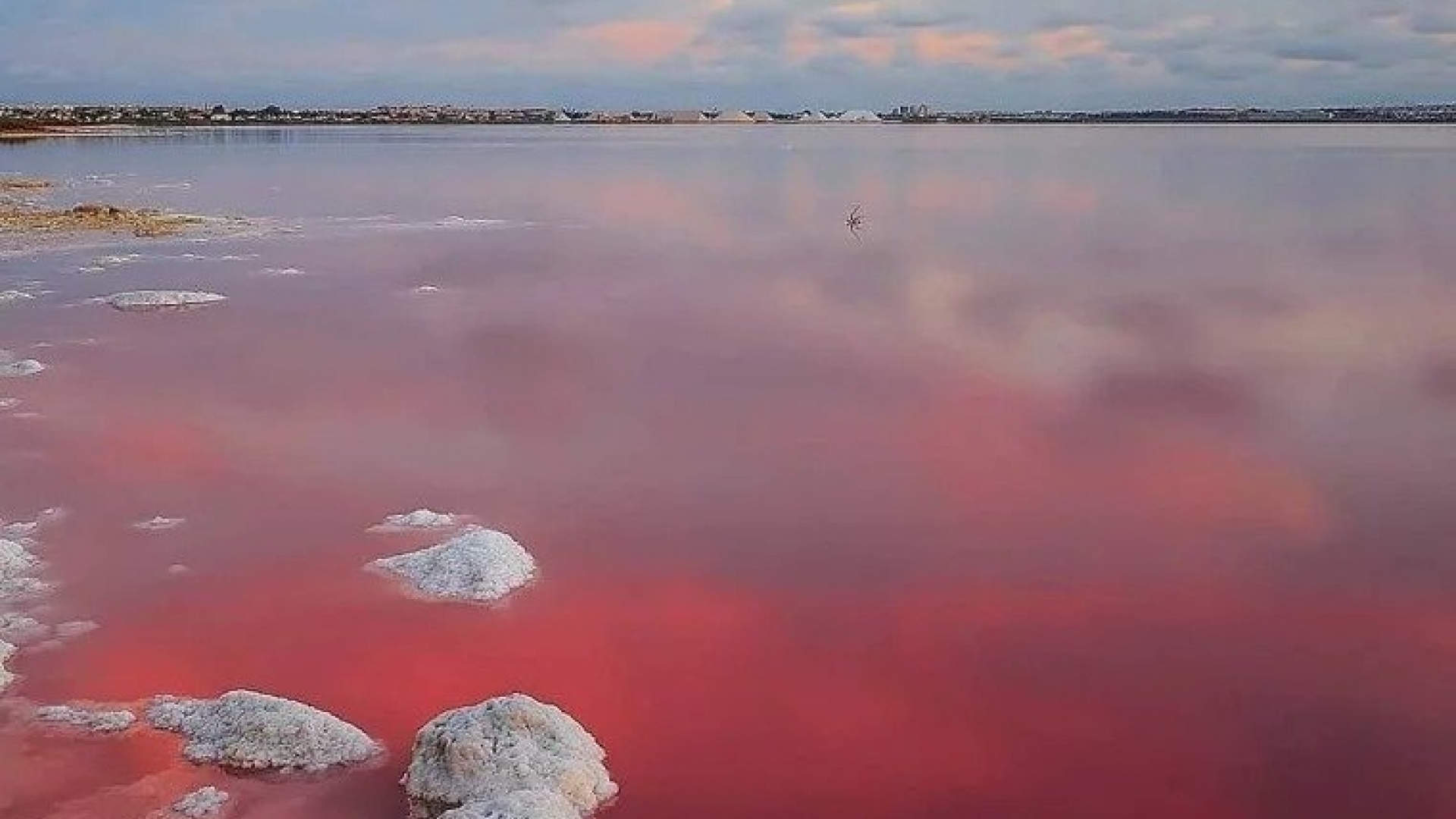 Nybyggnad - Bungalow - Torrevieja - Lago Jardin