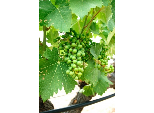 Nieuw gebouw - Villa - Yecla